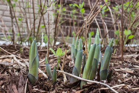 Edible Hosta Shoots