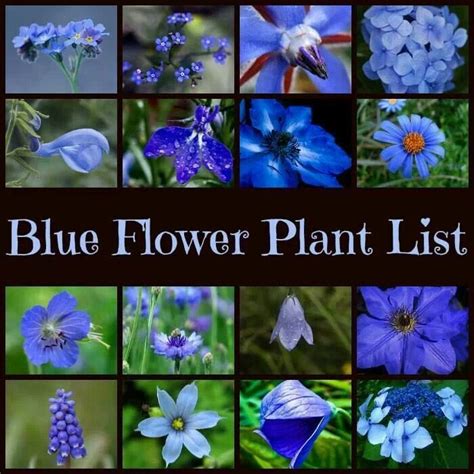 Blue Flower Plant List Blue Garden Planting Flowers Plants