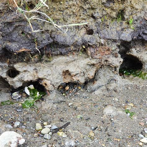 Potlatch State Park Campground | Shelton, WA