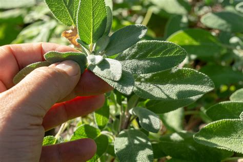 5 Steps To Harvest Sage Salvia Horticulture Magazine