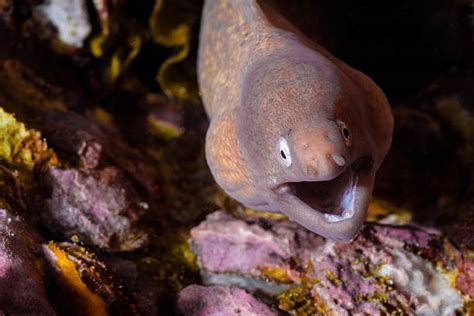 90 Angry Eel Stock Photos Pictures And Royalty Free Images Istock