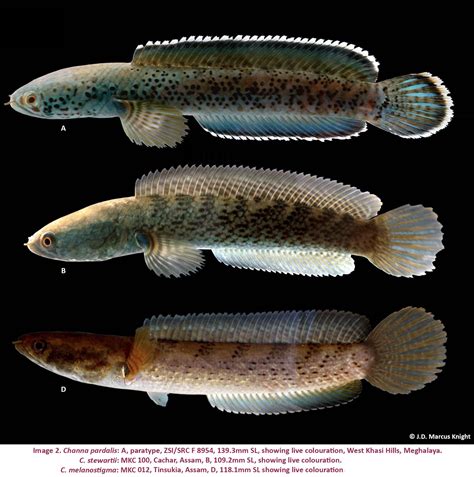 Species New To Science Ichthyology 2016 Channa Pardalis A New