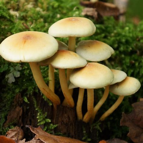 How To Identify Wild Mushrooms In Florida Sciencing