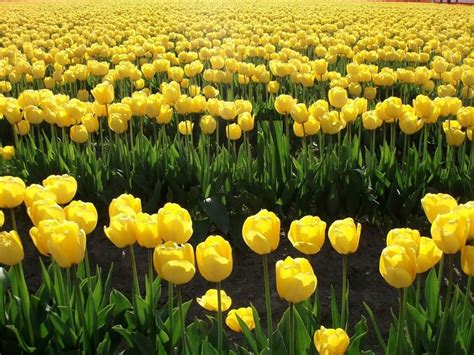 Skagit County Tulip Festival Tulip Fields Yellow Tulips Shades Of