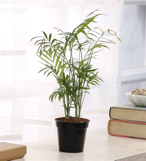 Buy Bamboo Palm Live Natural Plant By Root Bridges Online Foliage