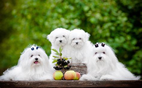 Download Wallpapers Maltese 4k Cute Animals Furry Dog White Dogs