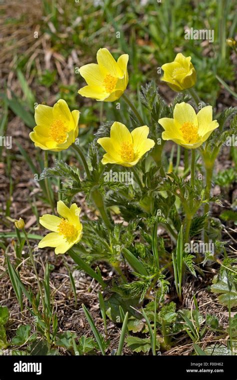 Yellow Pulsatilla Hi Res Stock Photography And Images Alamy
