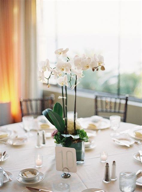 Potted Orchids Centerpieces Potted Plants Wedding Deco Orchid