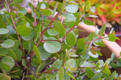 Are capers a fruit or a vegetable? From Seed To Table: Capers