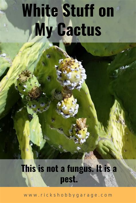 With the findings above, you can be sure that your cactus will grow healthy. This is not a fungus, it is a pest. White stuff on my ...