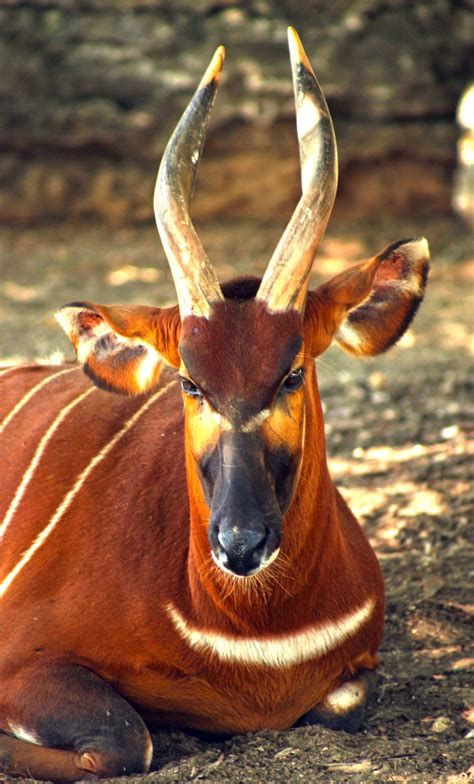 Bongo Antelope The Zoo Louisville Kentucky Animals Beautiful