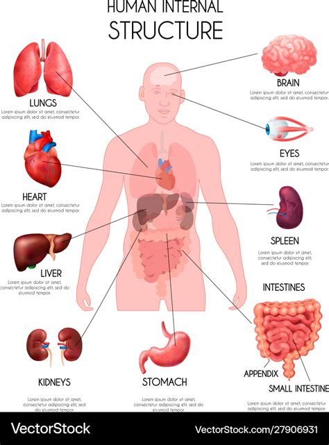 Human Body Organs Diagram Appendix