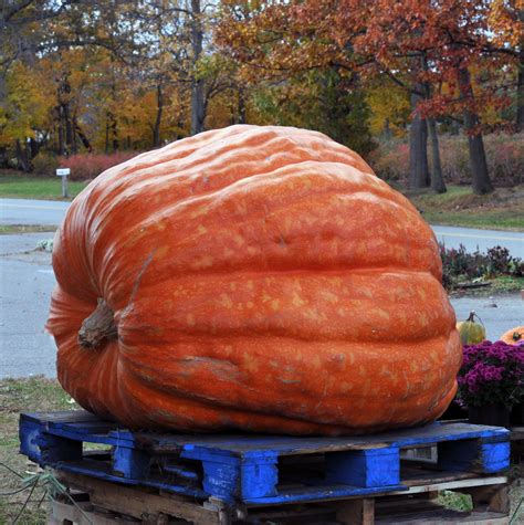 Giant Pumpkin Free Stock Photo Public Domain Pictures