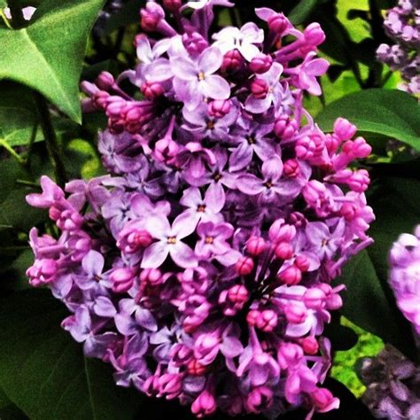 Lilacs In Bloom Lilac Tree Lilac Flowers Lilacs Flower Photos