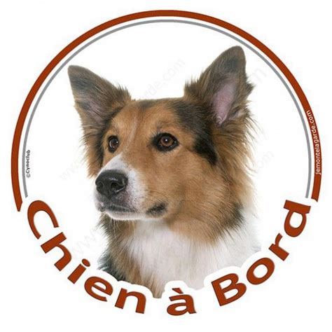 Border terrier breed information guide: Image De Chien A Imprimer En Couleur - Free To Print