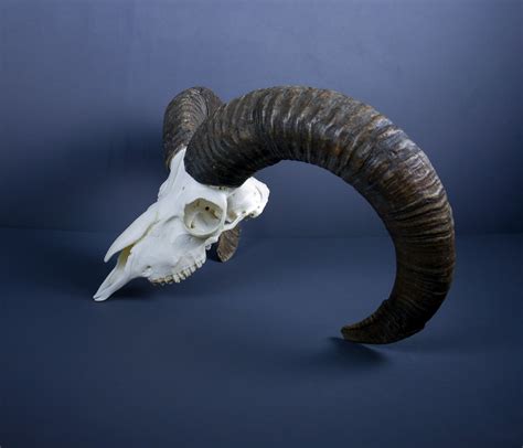 Alpine Mouflon Ram Horns And Skull Ahs23 Antlers Horns And Skulls