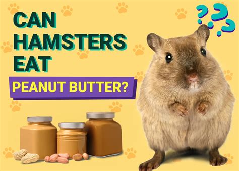 Can Hamsters Eat Peanut Butter What You Need To Know Pet Keen