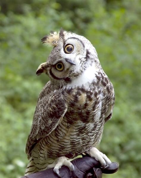 Why Do Owls Hoot Horned Owl Great Horned Owl Owl