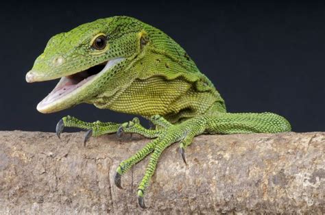 Green Tree Monitors As Pets Pets4homes Cute Lizard Green Iguana Pets