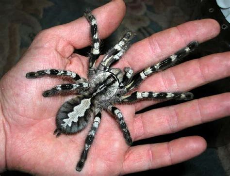 The 16 Largest Spiders On Earth
