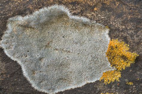 Photo 2429 07 Grey Crustose Lichen On Limestone In Pedernales Falls