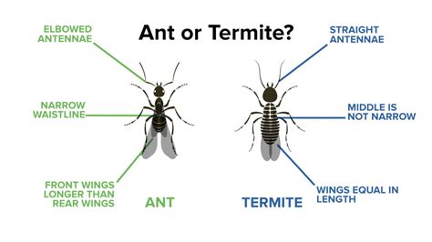 Identifying Ants Vs Termites Youtube