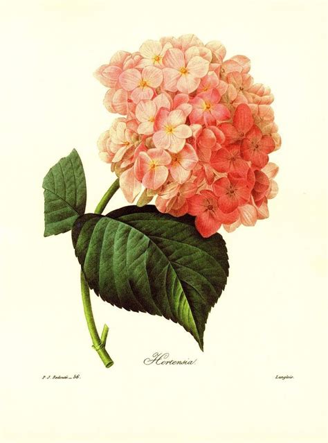 Lovely Vintage Pink Hydrangea Print Redoute Botanical Art Print Pjr
