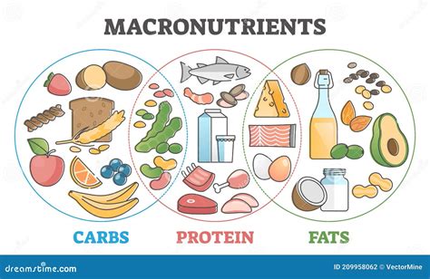 Macronutrients Educational Diet With Carbs Protein And Fats Outline