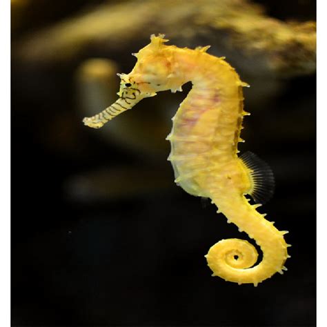Seahorses For Sale For Marine Fish Tanks And Aquariums Amazing Amazon