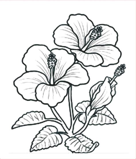 Detail Gambar Mewarnai Bunga Kembang Sepatu Koleksi Nomer 39