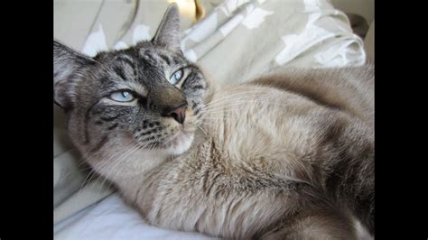 The standard rule of thumb is that a purebred cat doesn't live as long as a mixed breed cat. "Soy" or Sawyer the Lynx Point Siamese - YouTube