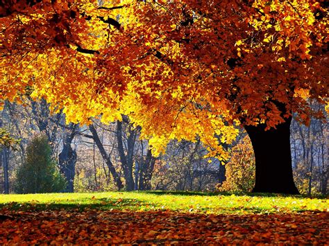 73 Autumn Tree Wallpaper
