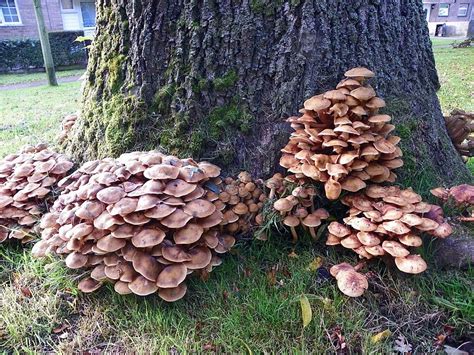 Honey Mushroom The Largest Living Organism In The World