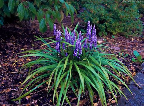 Liriope Muscari Purple Passion Gyöngyikés Gyep