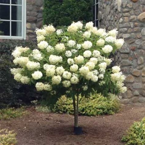 40 Beautiful Flowering Trees Ideas For Yard Landscaping Outdoor Decor