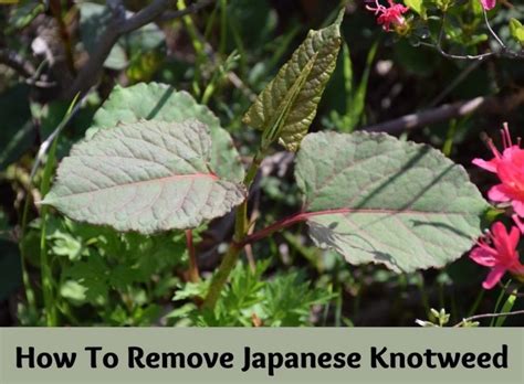 How To Remove Japanese Knotweed