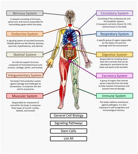 Human Body Systems Diagram