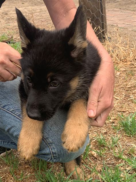These fees usually includes spaying/neutering, vaccinations. German shepherd dog puppies available | 2 months old in ...