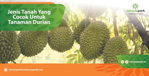 Tanah juga menjadi habitat hidup bagi. 2 Jenis Tanah Yang Cocok Untuk Tanaman Durian