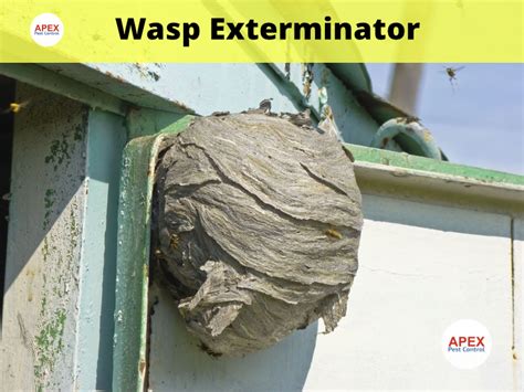 Find The Best Wasp Exterminator Near You All Your Questions Answered