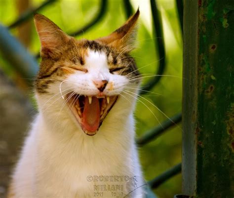 20 Hilarious Cats Laughing At You Stuffmakesmehappy