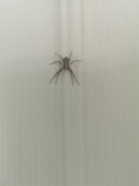 Im From The Uk Can Anyone Tell Me What Type Of Spider This Is Very