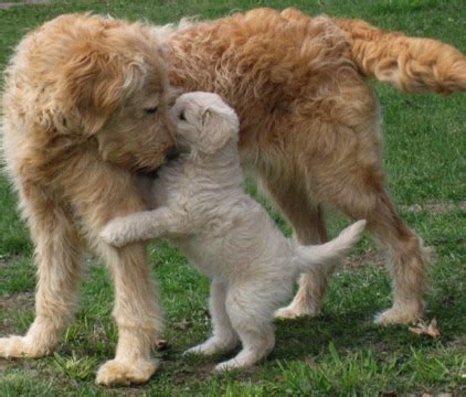 Sugardoodle style goldendoodles and f1 and f1b style golden doodles. Goldendoodle Puppies Madison Wi - Puppy And Pets