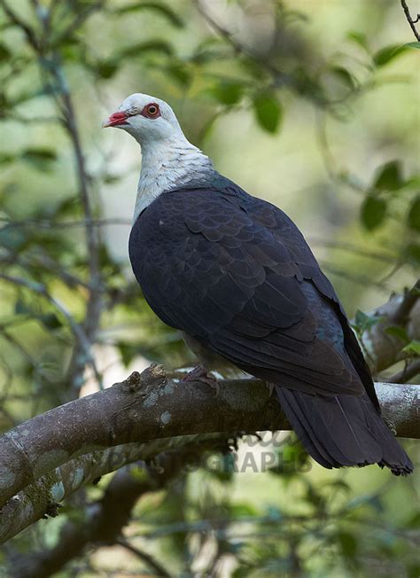 Buy White Headed Pigeon Image Online Print And Canvas Photos Martin Willis Photographs