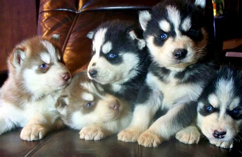 Cute Siberian Husky Rottweiler Mix Puppies L2sanpiero