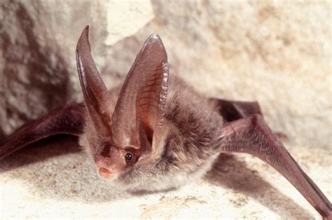 Bats Adapt To Disturbed Habitat Bat Bizarre Bat Images