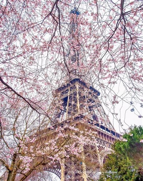 Eiffel In Bloom Cherry Blossom Art Paris Photography Etsy Paris