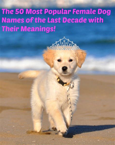 The 50 Most Popular Names For Female Dogs Of The Decade