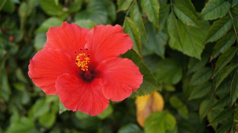 Free Photo Red Flower Bloom Blossom Flowers Free Download Jooinn