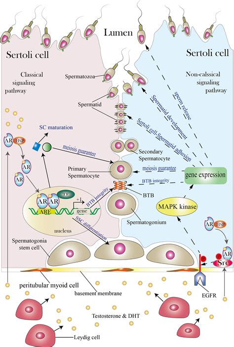 Frontiers What Does Androgen Receptor Signaling Pathway In Sertoli Cells During Normal